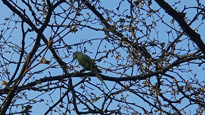 Feisty Green Parakeets – native to North and Central America – have thrived in Amsterdam without travel or health insurance