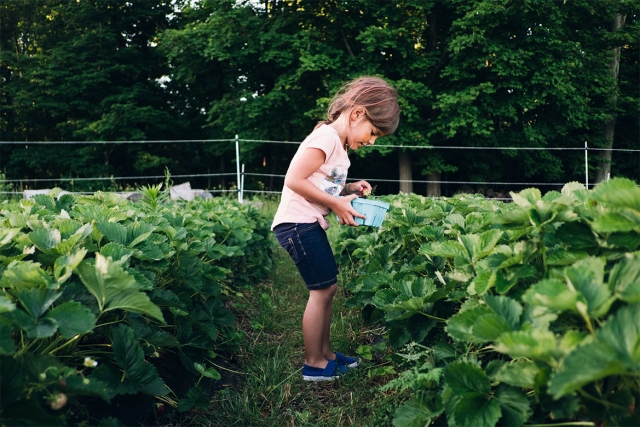 Young girl picking strawberries